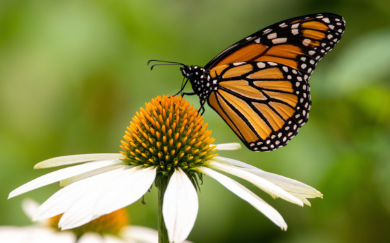 A photo of a butterfly resting on a flower