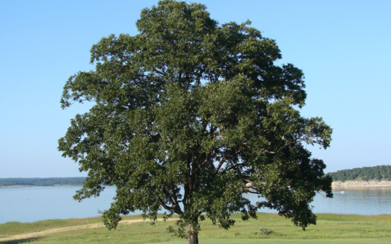 A big tree at the edge of a lake