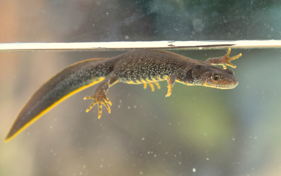 A photo of a great created newt