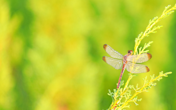 Dragonfly balancing on grass