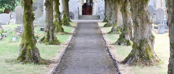 a line of mature, sturdy trees with gnarled trunks growing along a path leading to a church