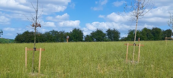 a newly planted grassy meadow with saplings in the foreground and a bright, slightly cloudy skyline