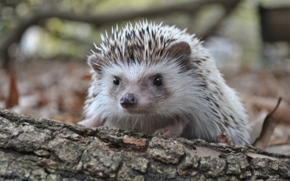 A close-up shot of a hedgehog