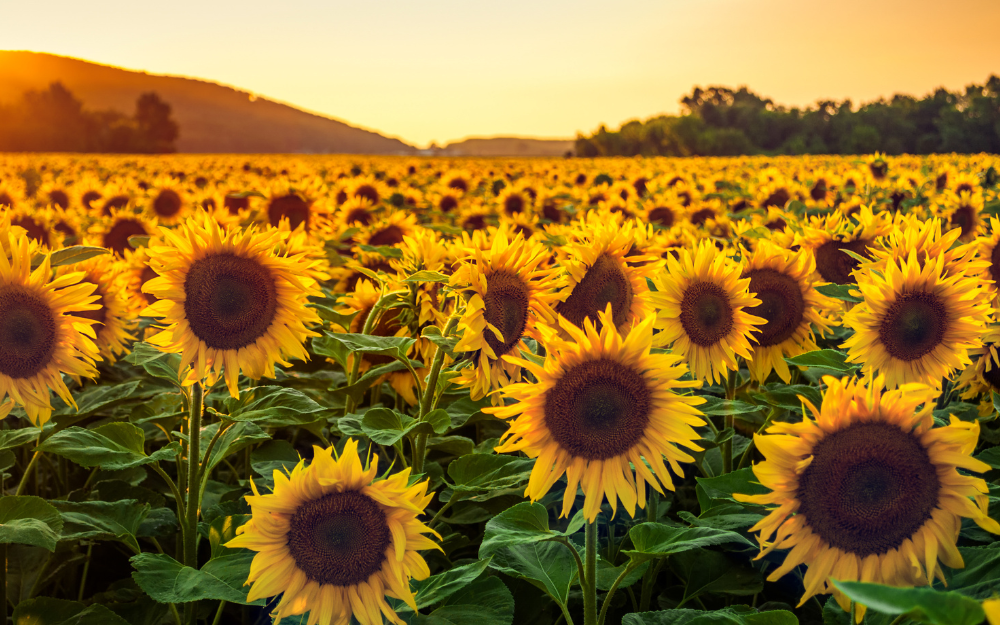 Sunflowers in a field