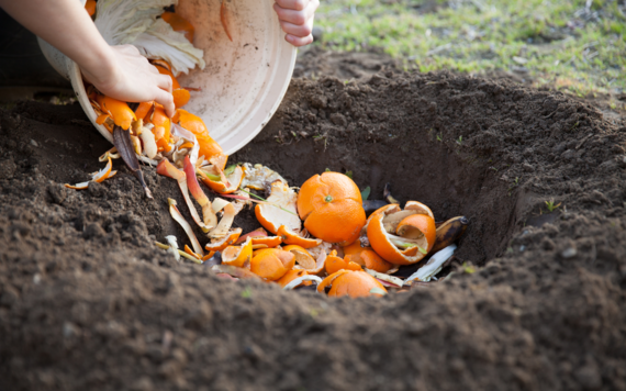 Some orange peelings and vegetables are being put in a compost heap in a garden