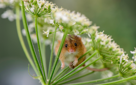 A harvest mouse hiding in a flower