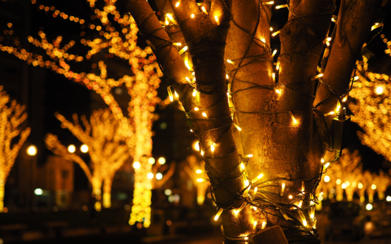 Fairy lights shining a warm yellow wrapped around a tree