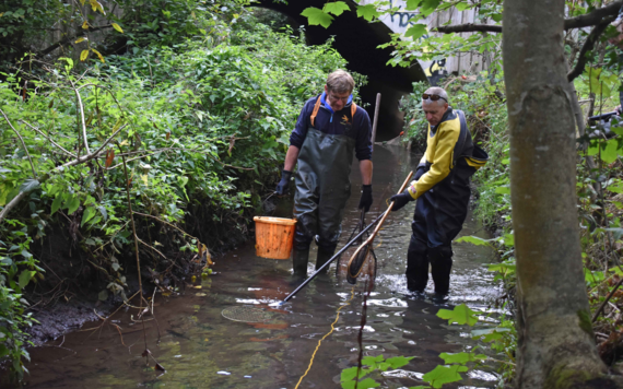 A fish survey being conducted at Emm Brook