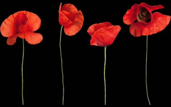 Four poppies on a black background