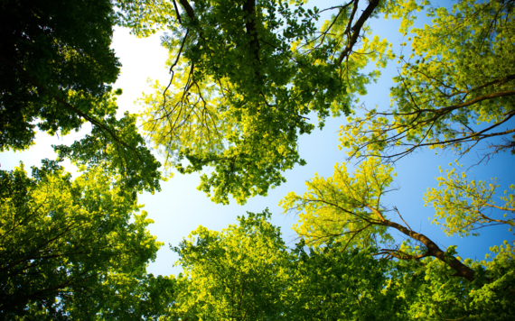 Photo of trees