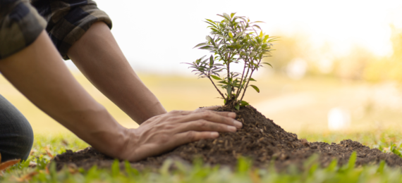 close up of hands planting a tree in the ground