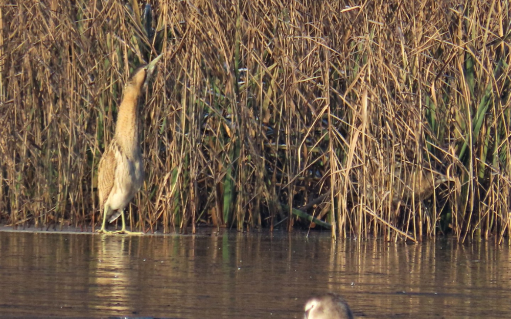 A rare bittern bird in the reed bed at White Swan Lake at Dinton Pastures