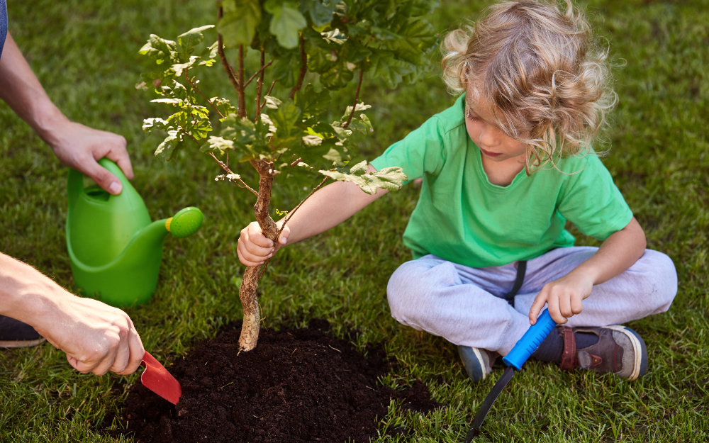 A child helps plant a sapling tree into the ground