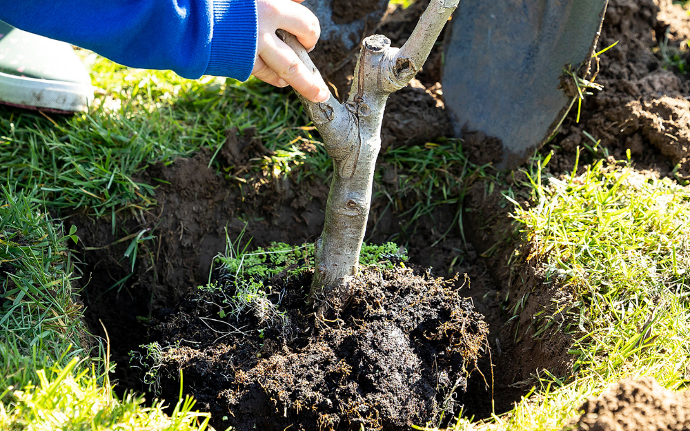 A sapling tree going into a hole in the ground