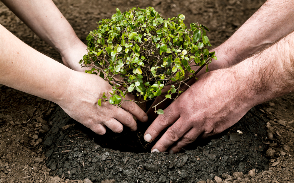 Two sets of hands placing a small tree in for planting
