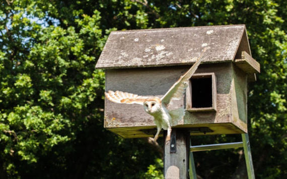 An adult owl flying out from a box on a tree