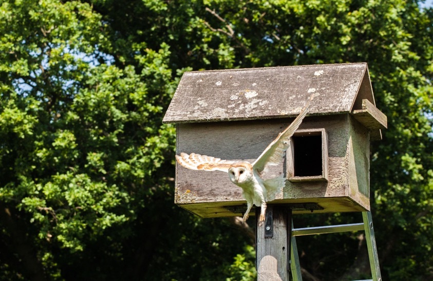 Photo shows adult barn owl leaving box