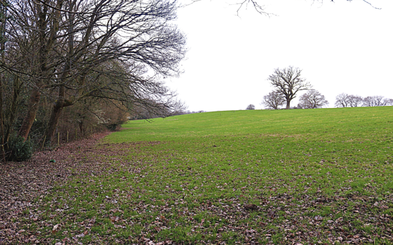 A woodland area in California Country Park