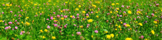 close-up photo of yellow and purple wild flower scattered among the grass in a sunny meadow