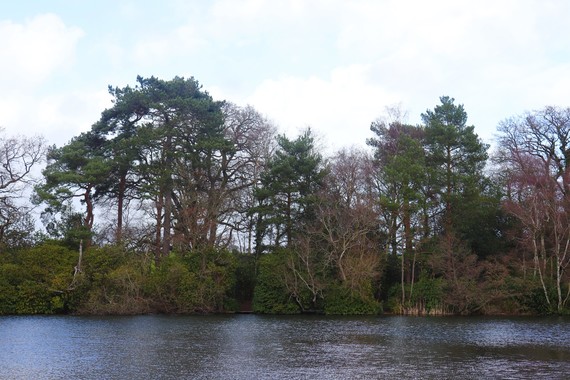 View from across the lake of the new proposed woodland site at California Country Park