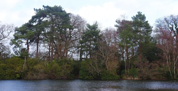 view of the proposed woodland site from across the lake at California Country Park