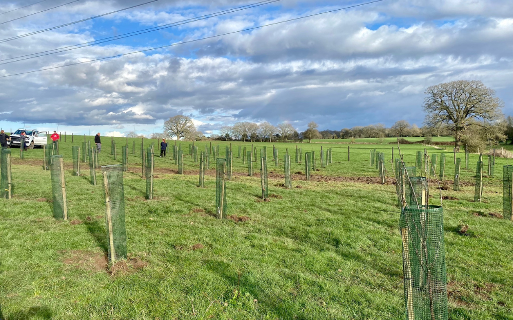 A green field containing endless rows of newly planted tree saplings in Finchampstead/Barkham
