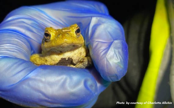 A close-up of a toad being held in a hand