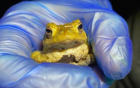 toad in hand