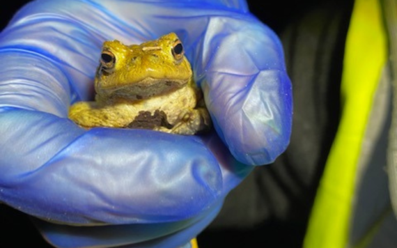 A toad clasped in the hand of a Toad Patrol volunteer moving it across the road safely in Swallowfield