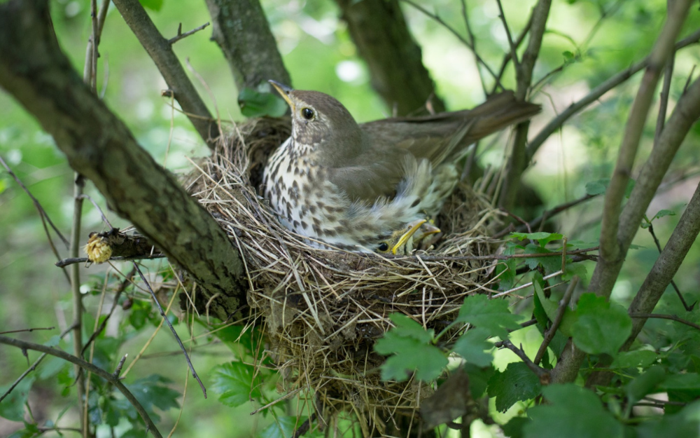 A bird in its nest in a tree