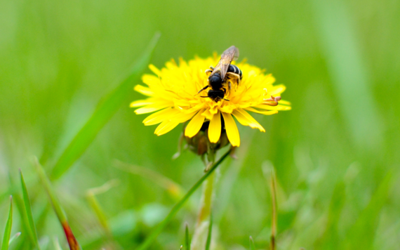 Bee on a flower