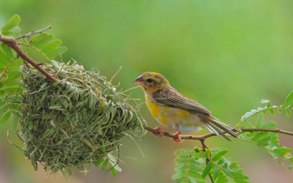 A bird standing on a branch looking at a nest