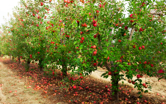 Row of fruit trees in an orchard