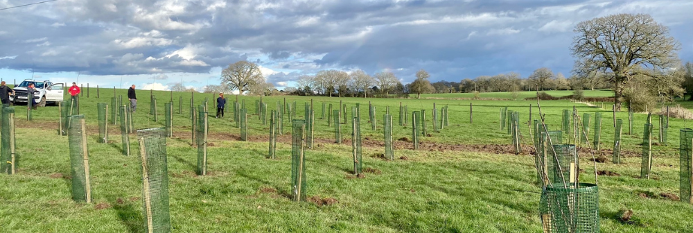 Cropped, wide image of rows of newly planted saplings wrapped in protective tubes in a field