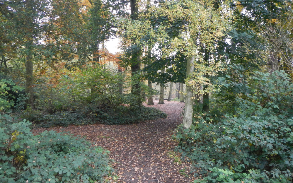 Dense greenery around a footpath at Keephatch Nature Reserve in Wokingham