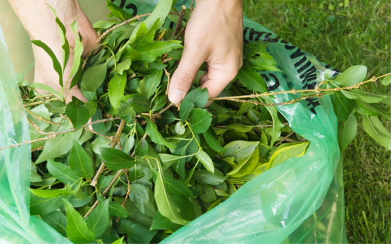 a close-up of a bag of leaves
