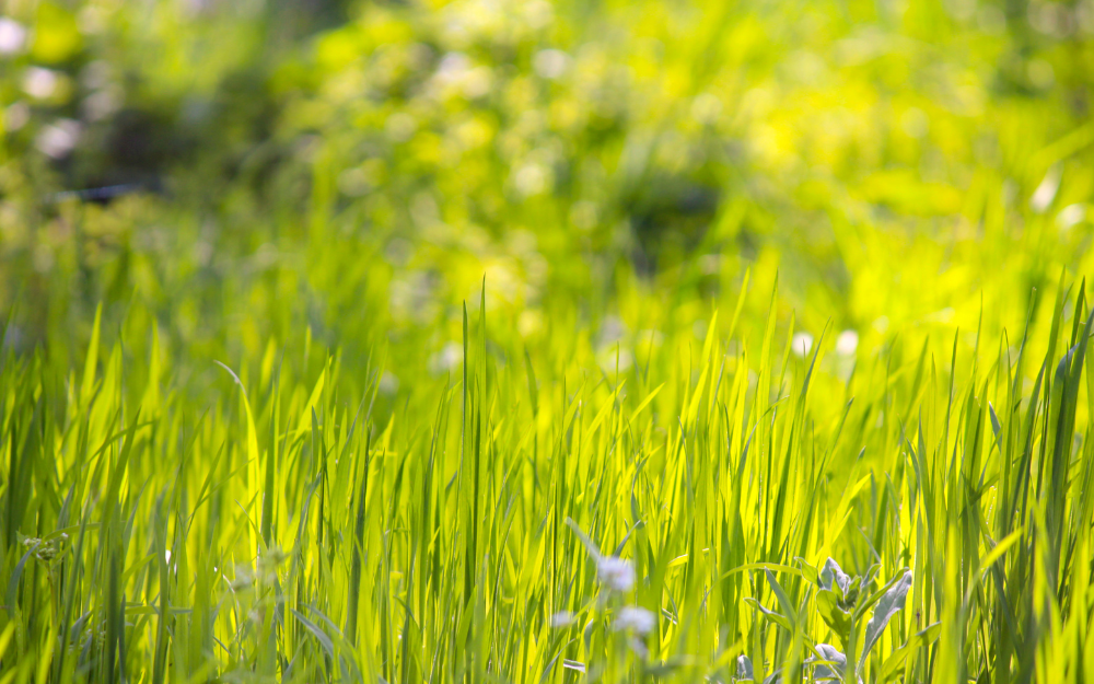 Longer grass in the countryside