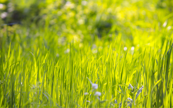 A close-up of long grass and wild flowers