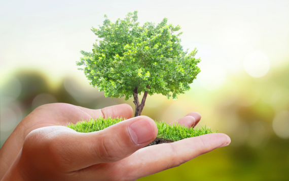 A hand holding a tree