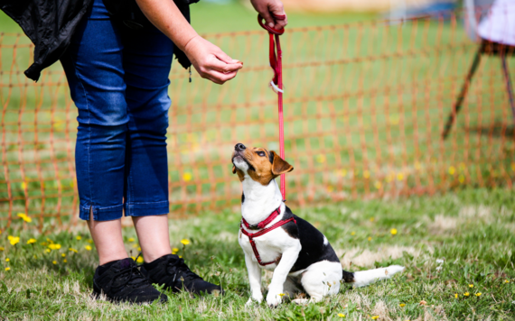 Dog show