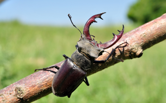 A stag beetle on a tree branch