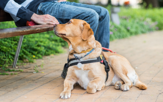 Guide Dogs