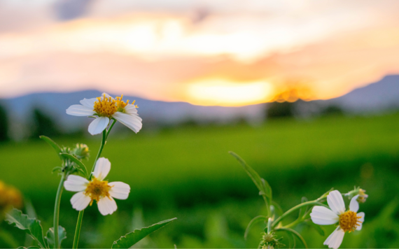 A close-up of some wildflowers in a meadow during sunrise