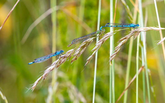 Wildlife species at Dinton Pastures