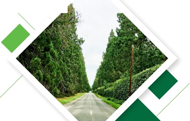 Photograph of a long, straight road lined with tall evergreen trees