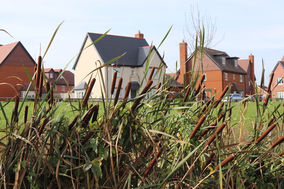 Close up shot of beautiful reeds in a stream, with housing seen out of focus in background