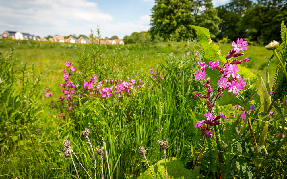 Pink flowers in a countryside area with housing on the horizon