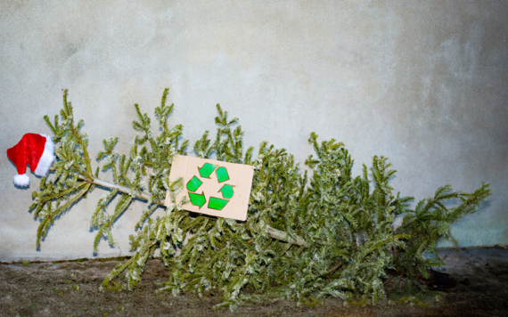 Christmas tree recycling