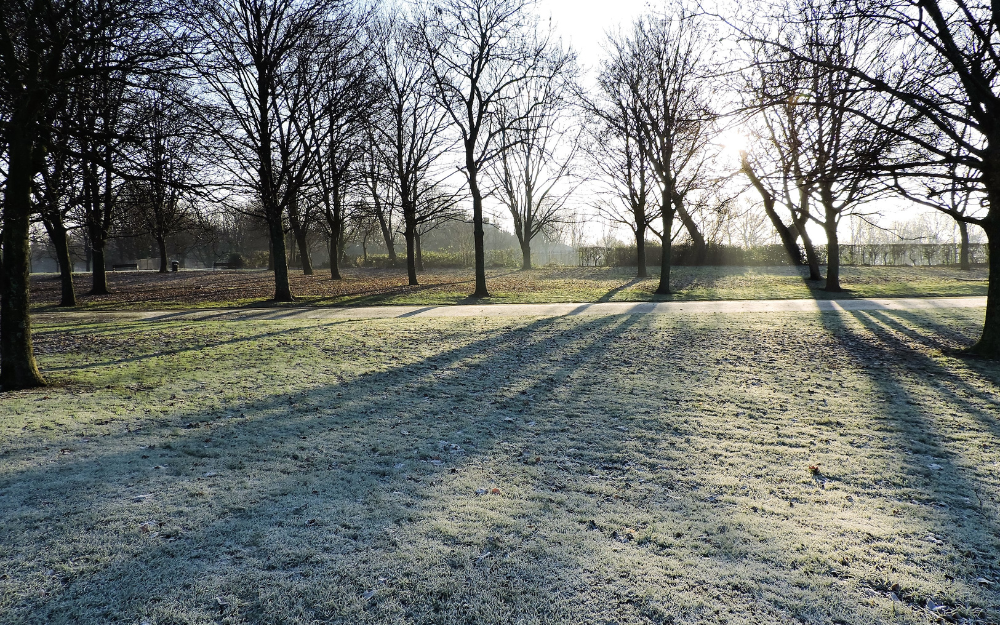 A frosty park on a cold, bright morning