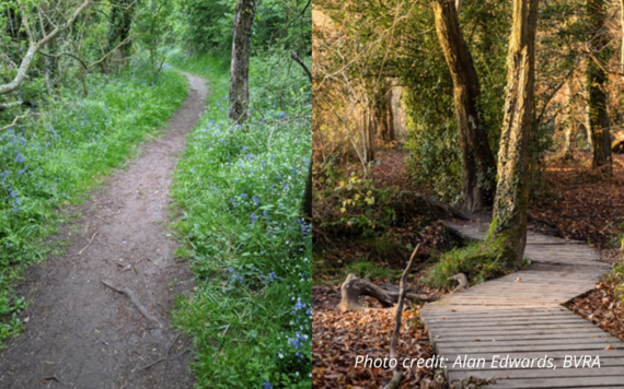 On the left bluebell in spring; on the right a boardwalk in the woodland